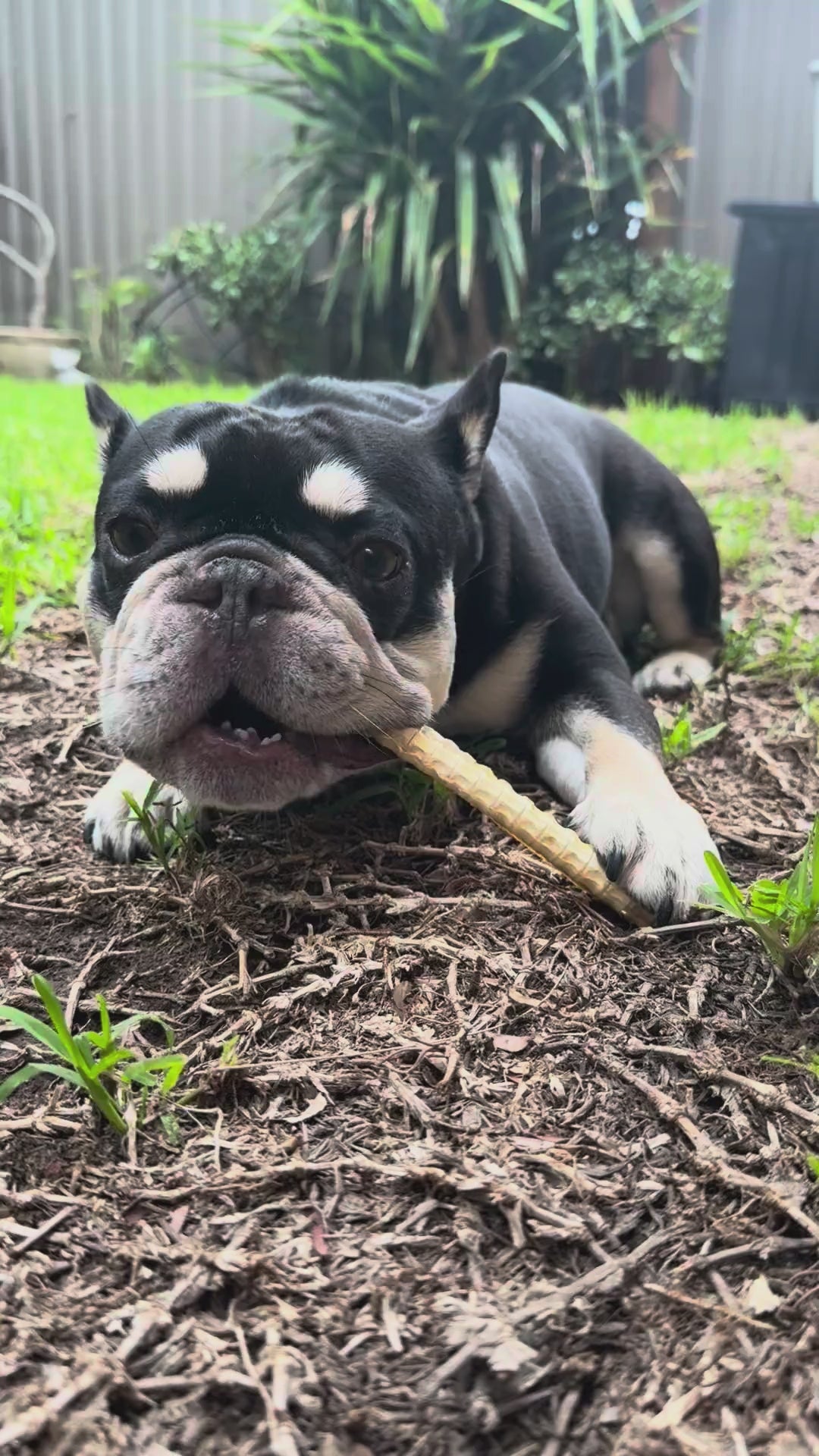 Australian Gummy Shark Cartilage