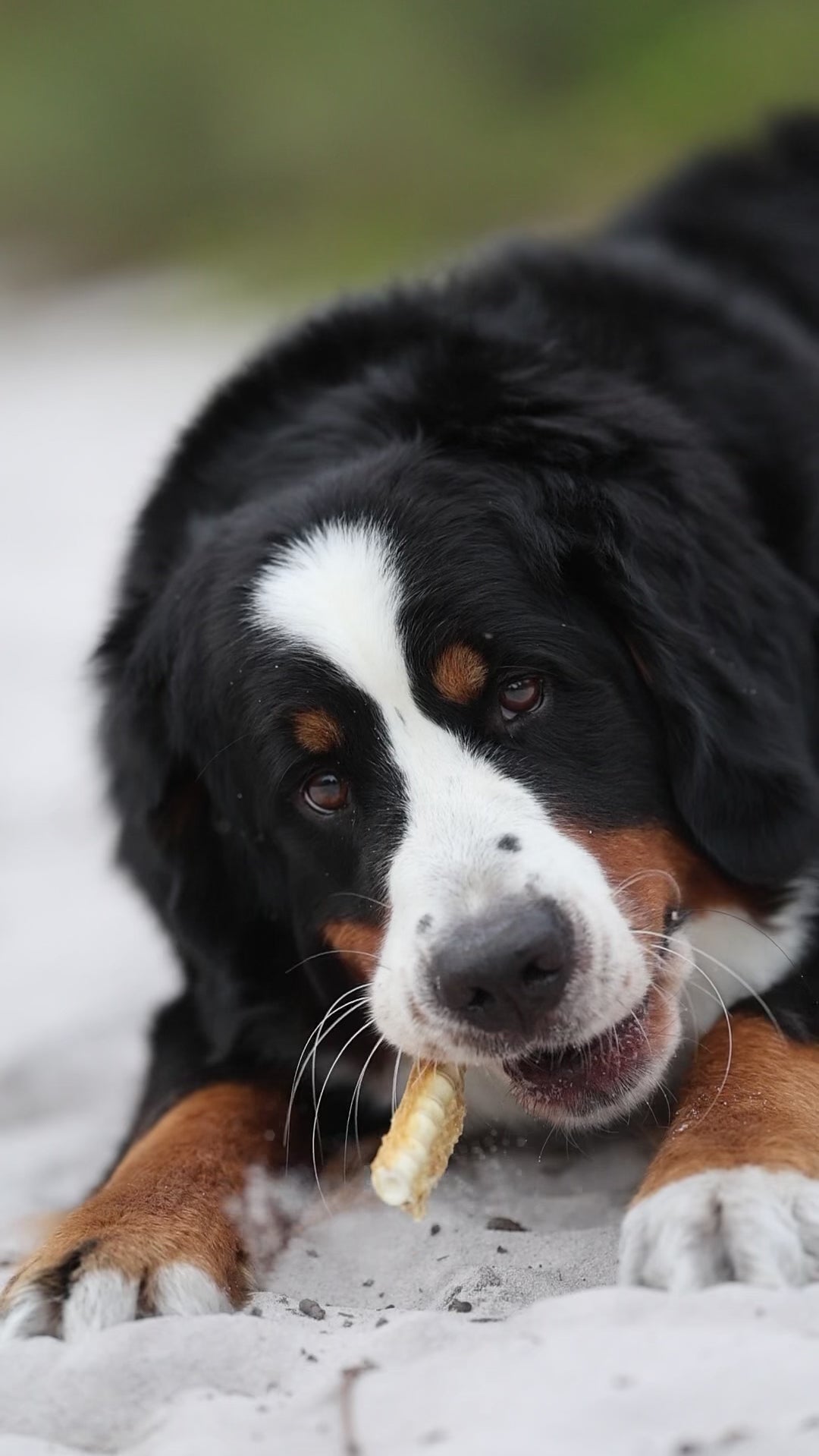 Australian Gummy Shark Cartilage