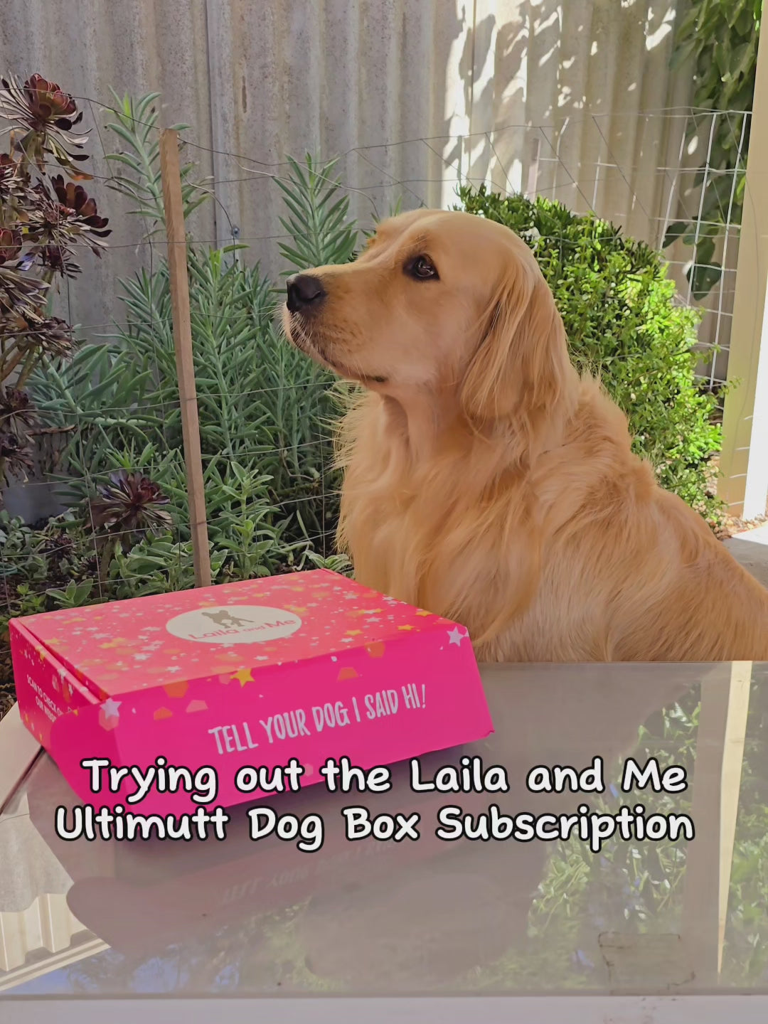 Ultimutt Dog Box | Monthly Subscription Box