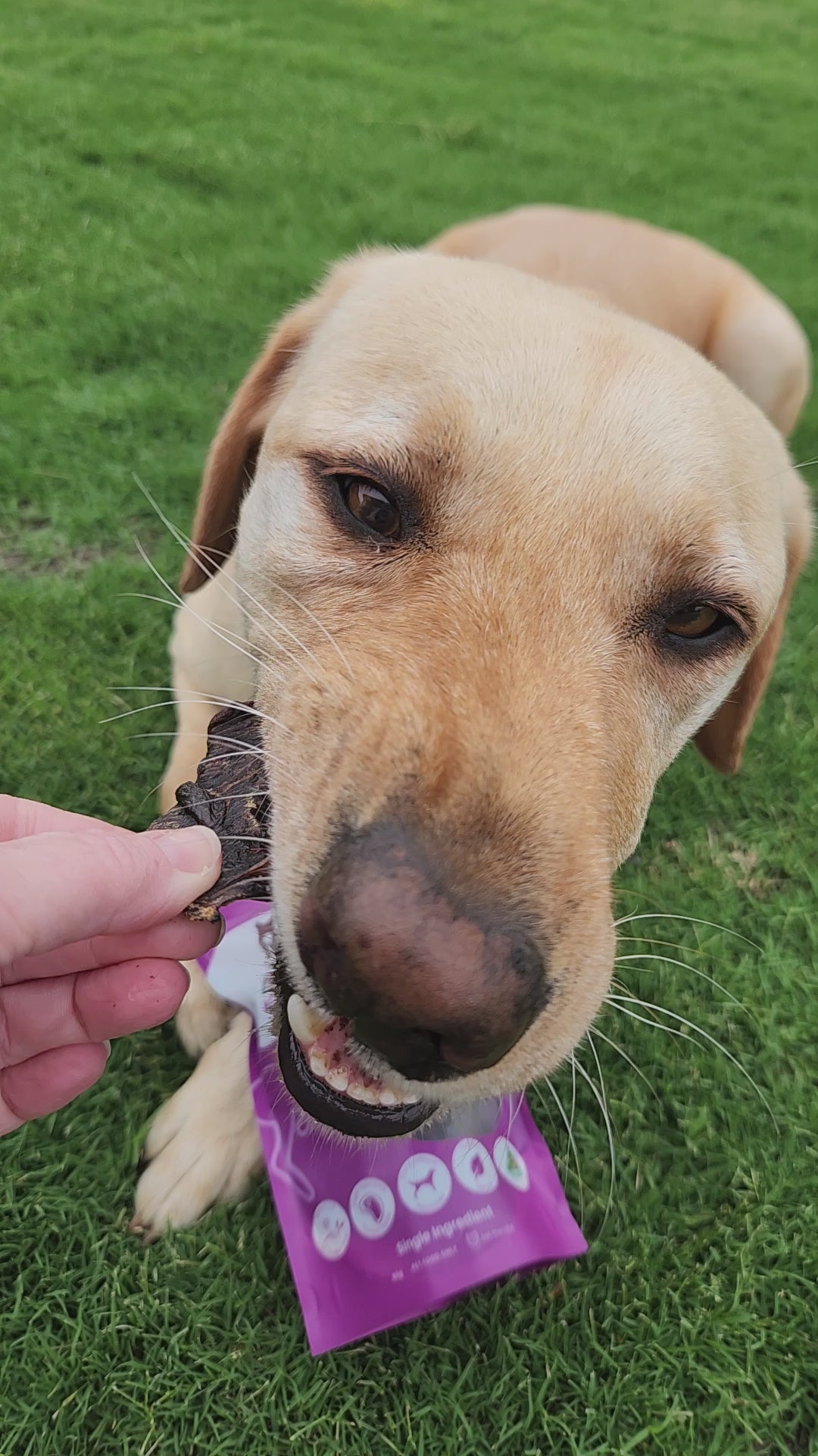 Australian Gummy Shark Cartilage