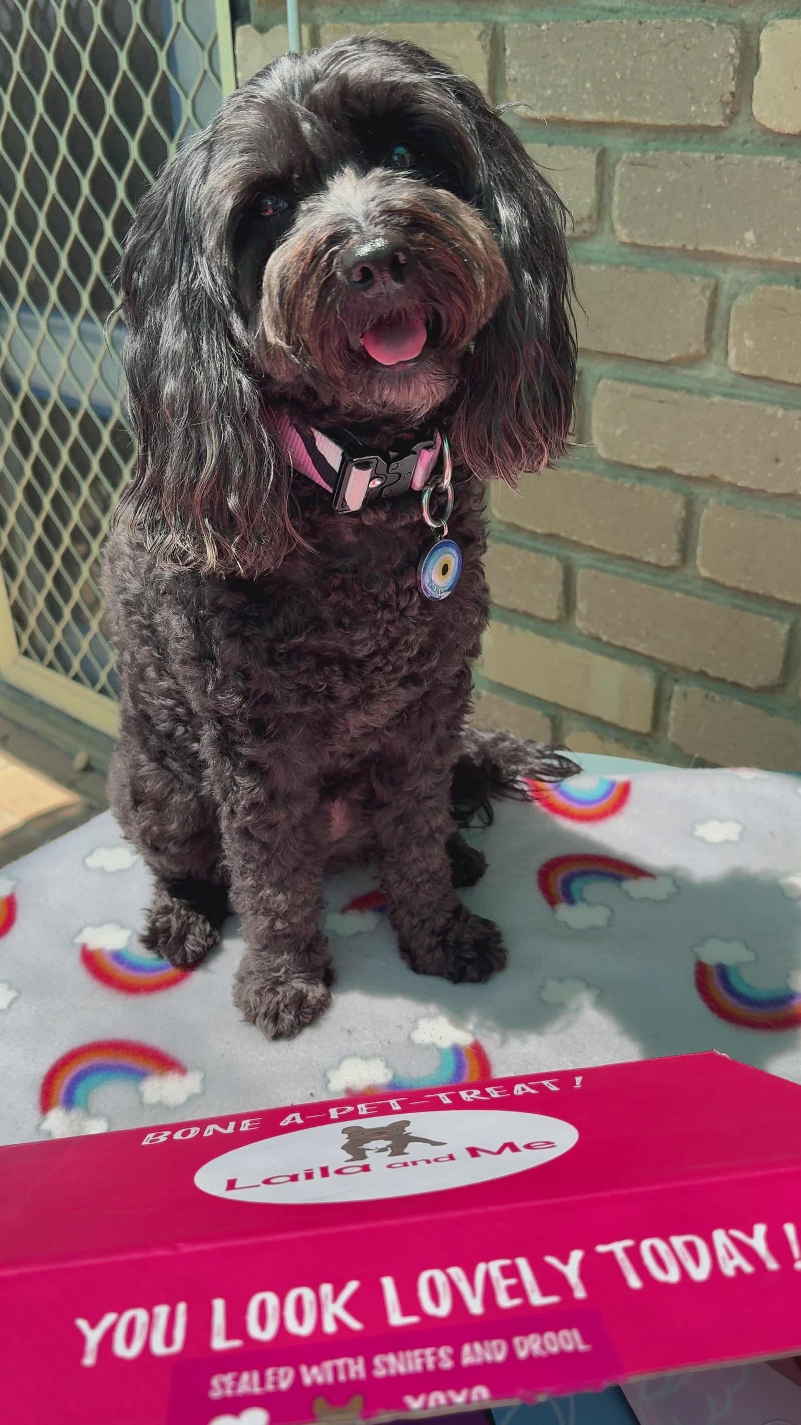 Ultimutt Dog Box | Monthly Subscription Box