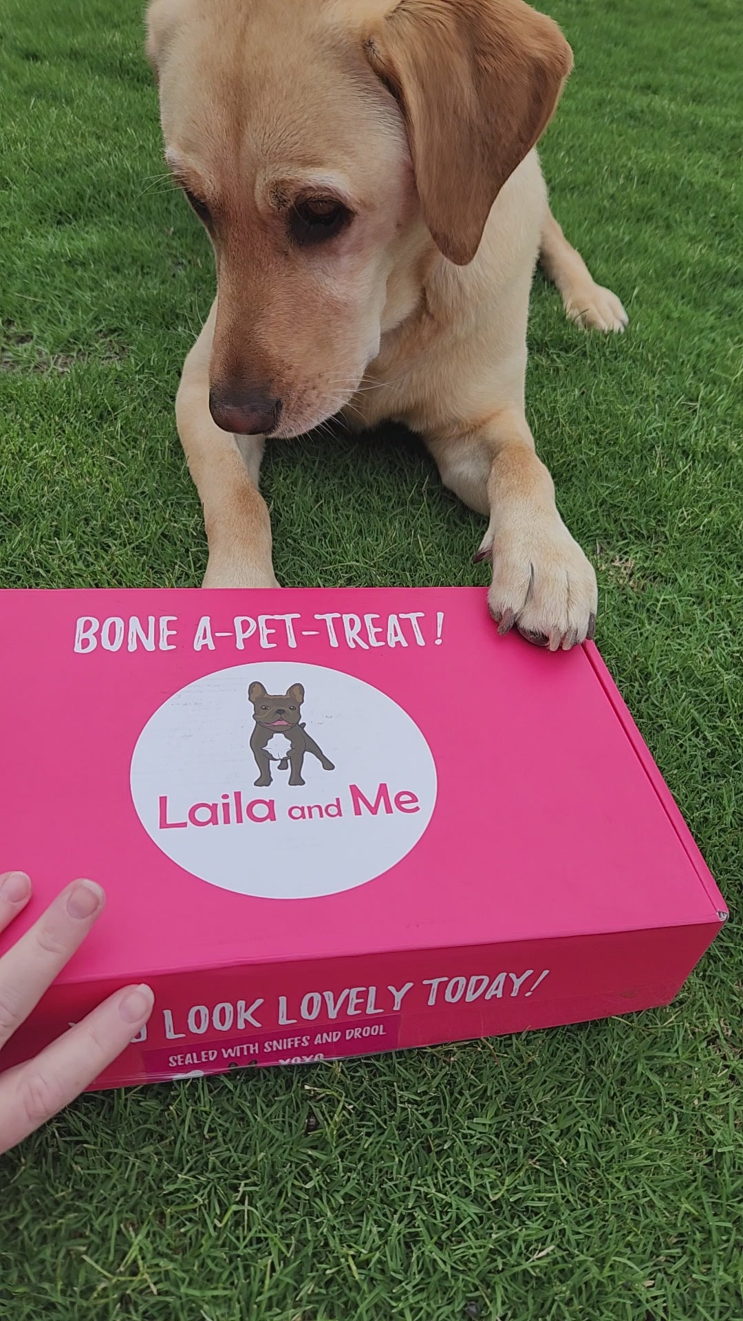 Ultimutt Dog Box | Monthly Subscription Box