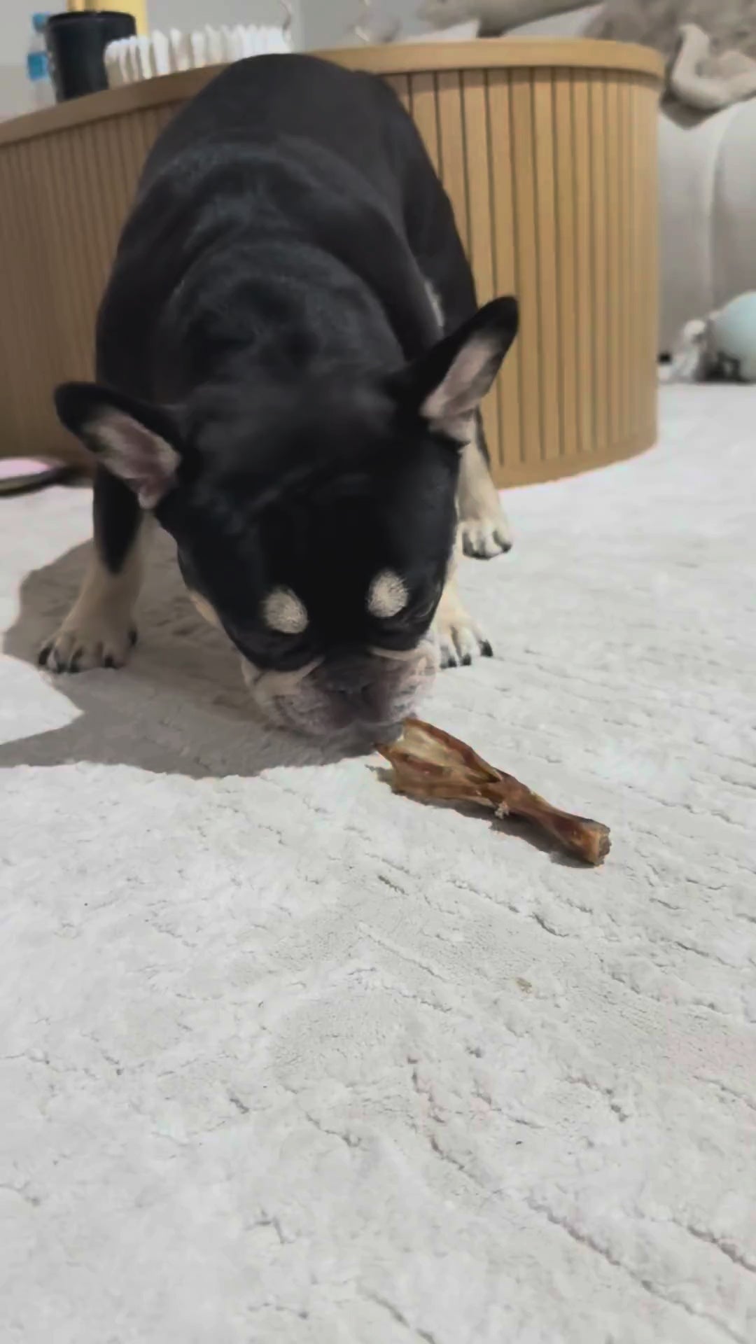 Australian Gummy Shark Cartilage