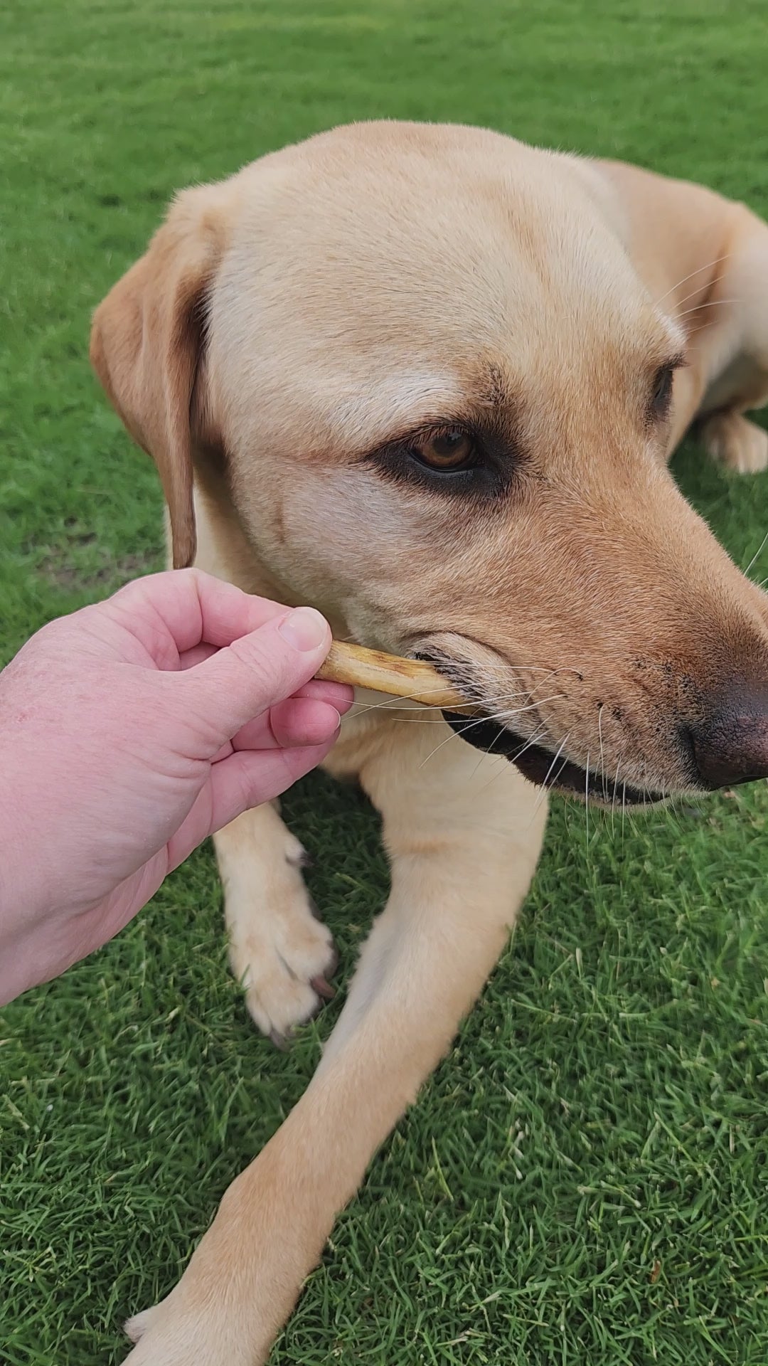 Australian Gummy Shark Cartilage