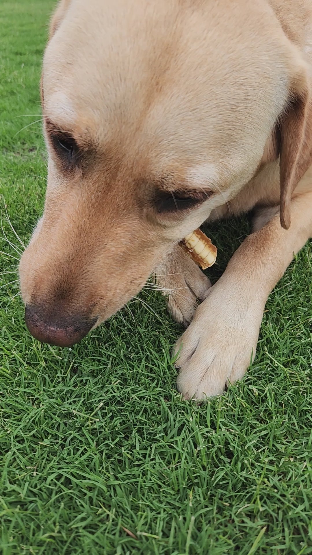 Australian Gummy Shark Cartilage