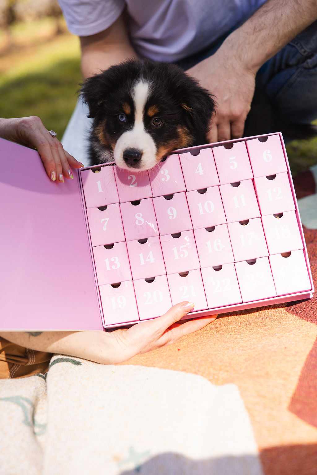 2025 Dog Advent Calendar