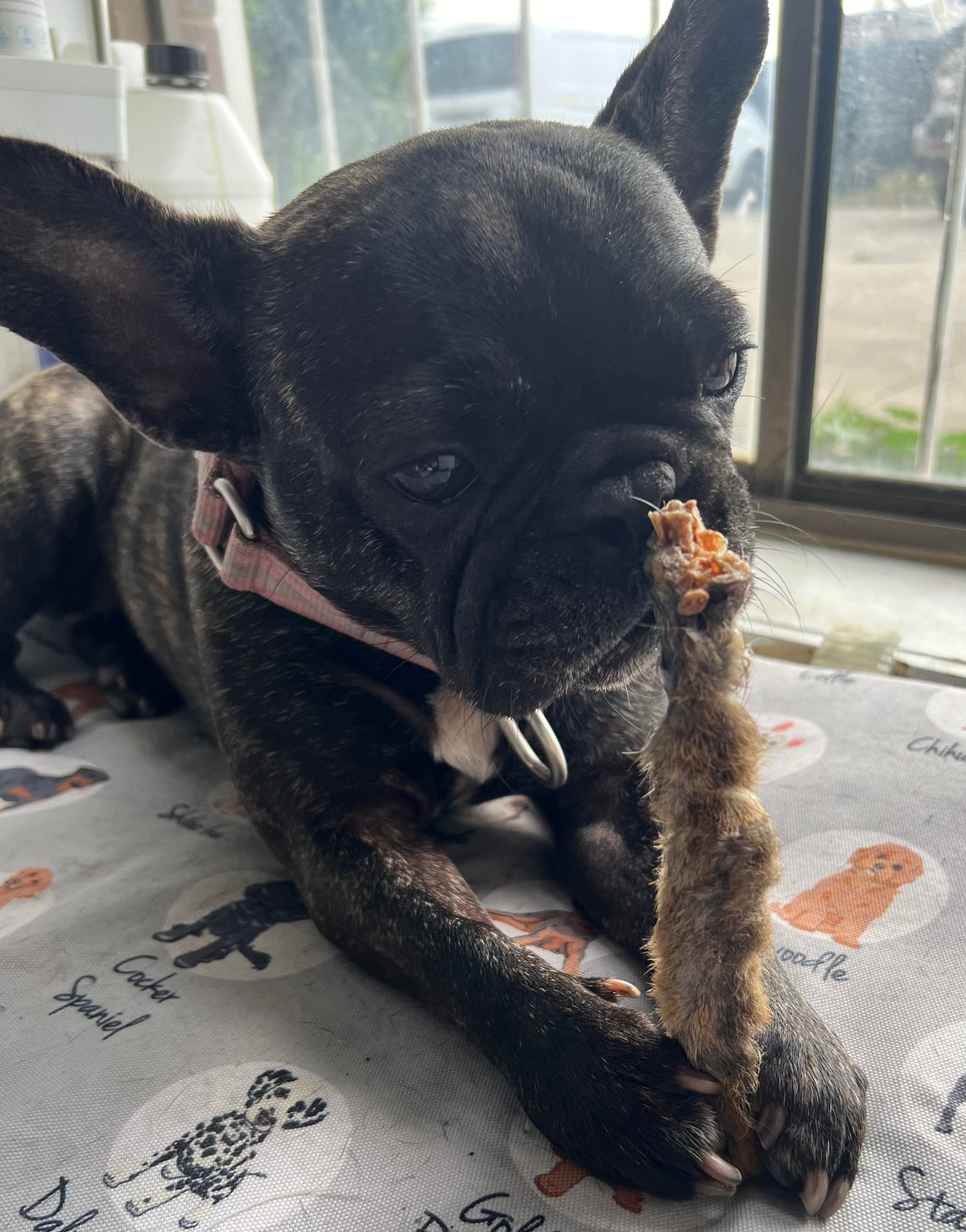 Laila and Me Melbourne Affordable Dog Treats Long Lasting Pet Chew Rabbit Treats