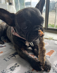Laila and Me Melbourne Affordable Dog Treats Long Lasting Pet Chew Rabbit Treats