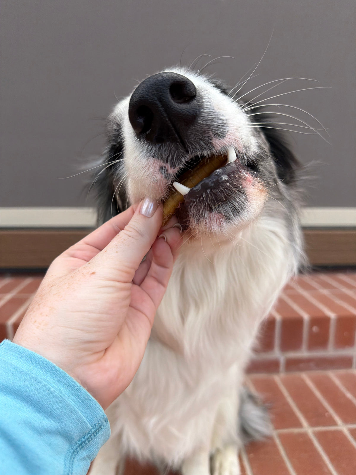 Australian Gummy Shark Cartilage