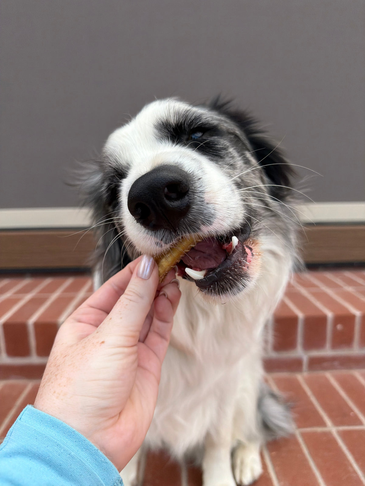 Australian Gummy Shark Cartilage