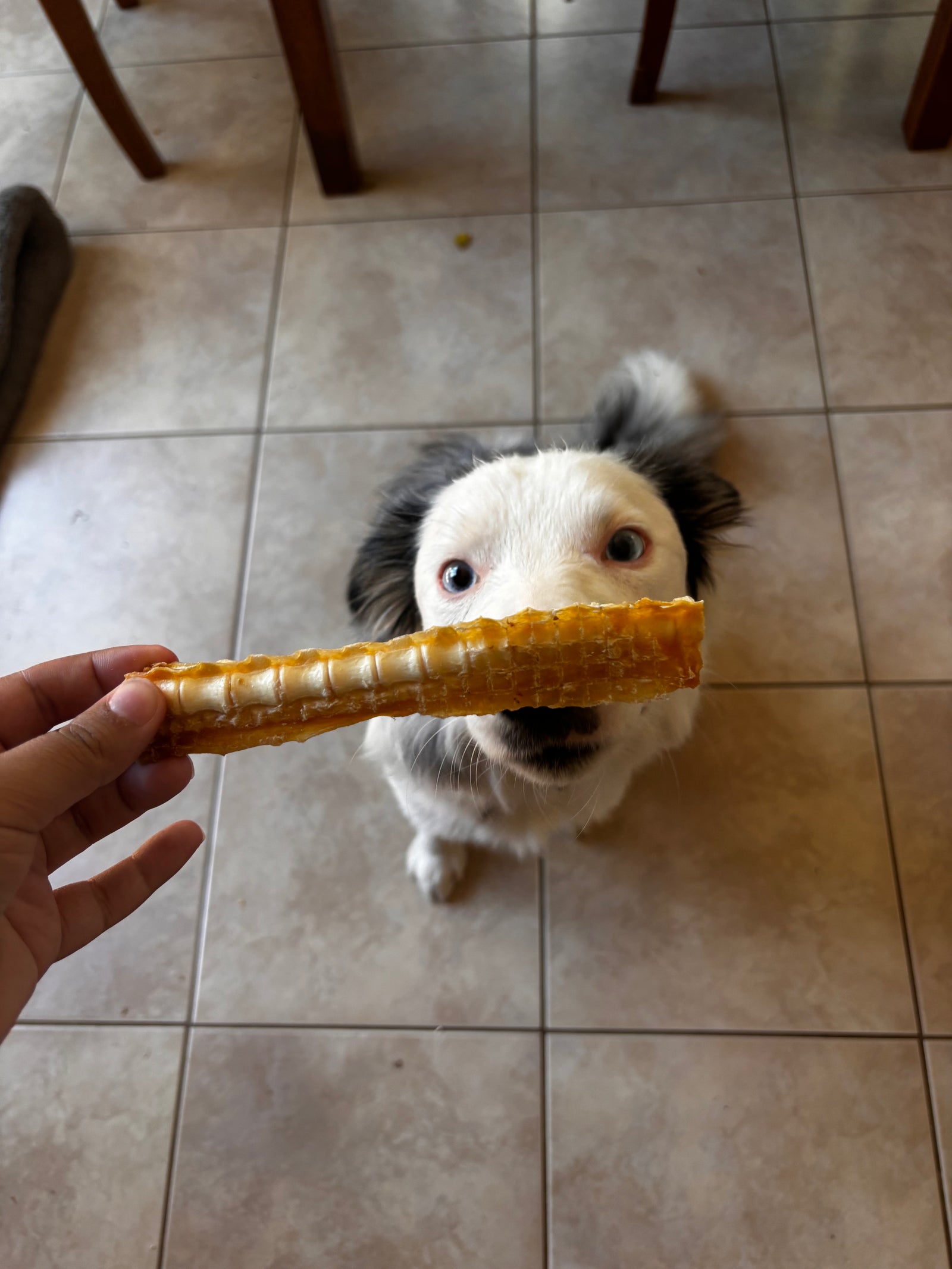 Australian Gummy Shark Cartilage
