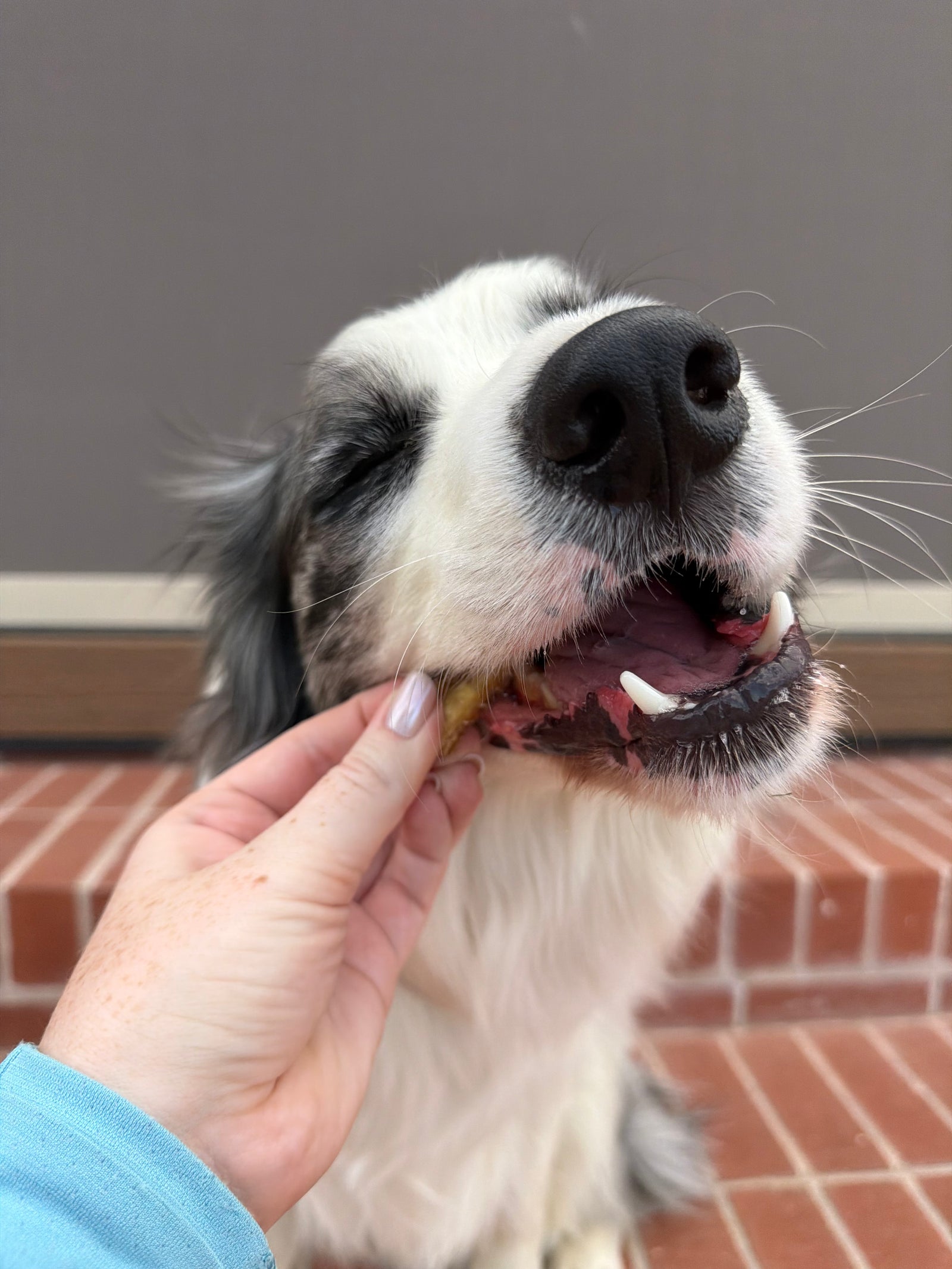 Australian Gummy Shark Cartilage