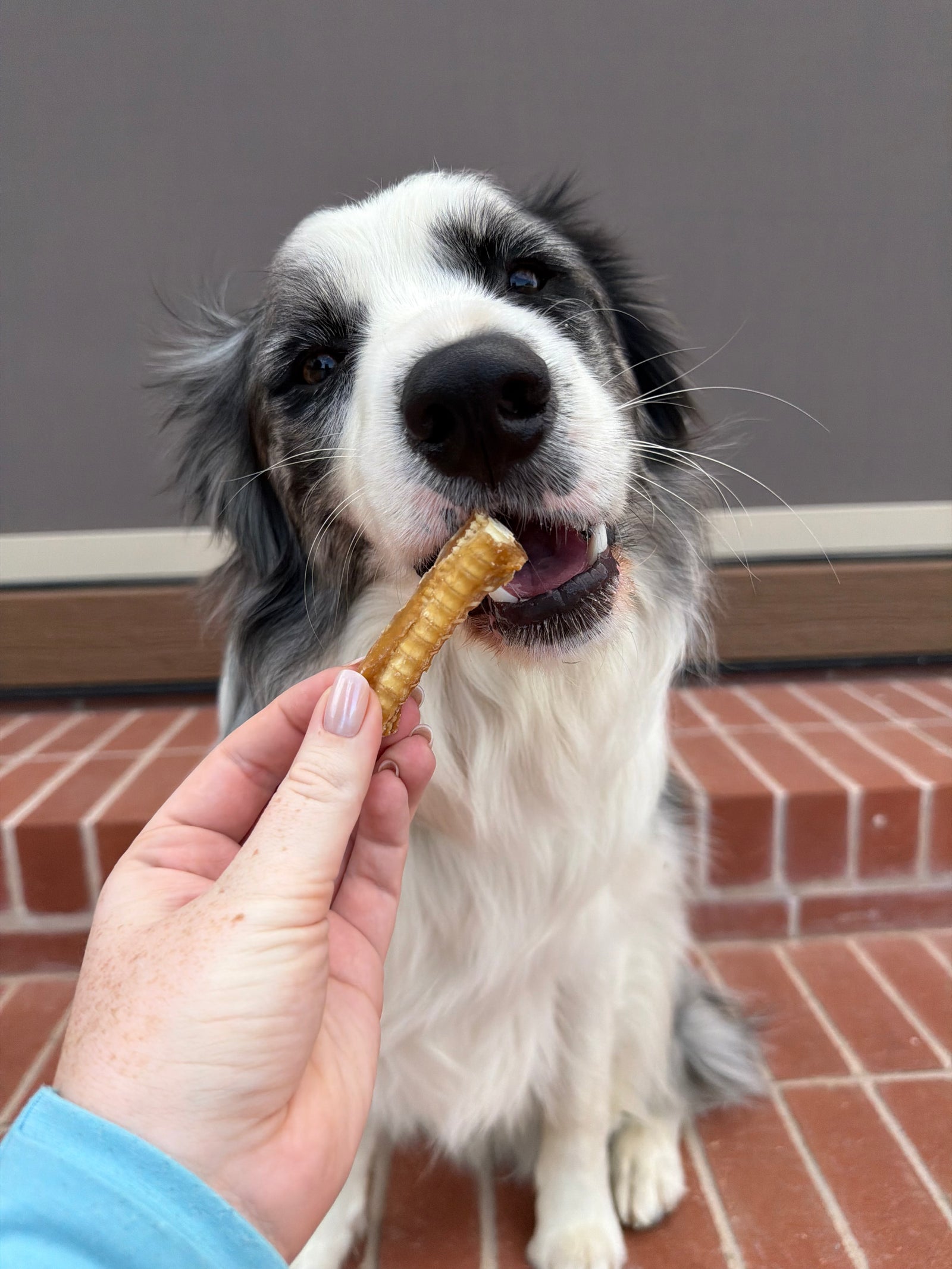 Australian Gummy Shark Cartilage