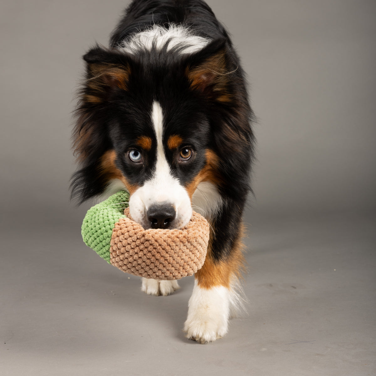 Snail Enrichment Toy