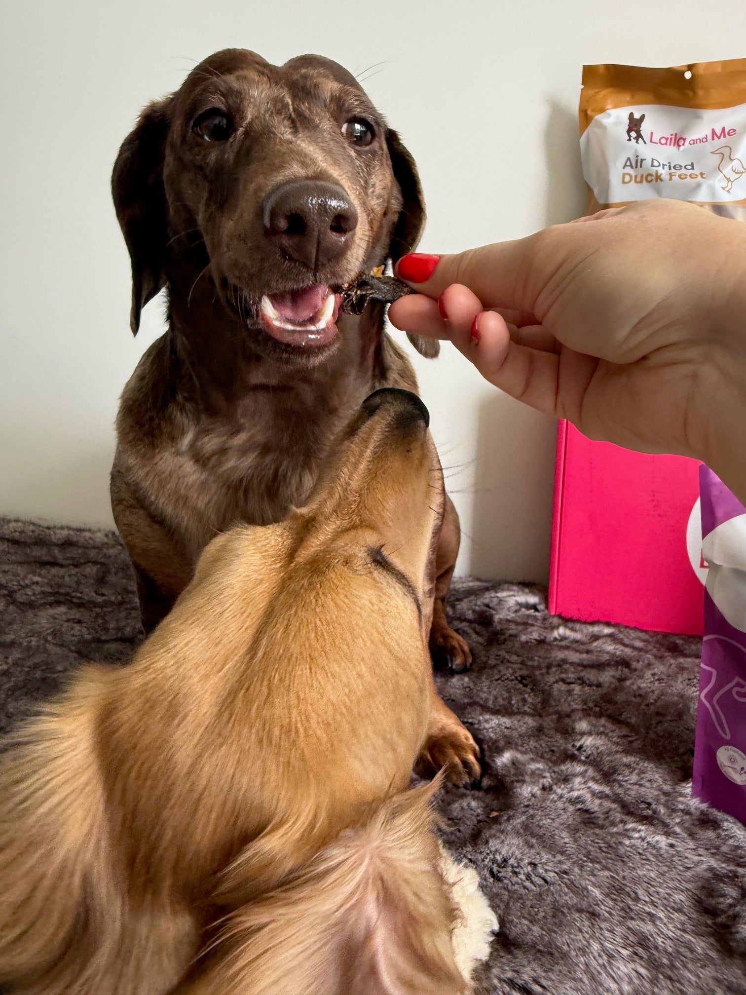 Ultimutt Dog Box | Monthly Subscription Box