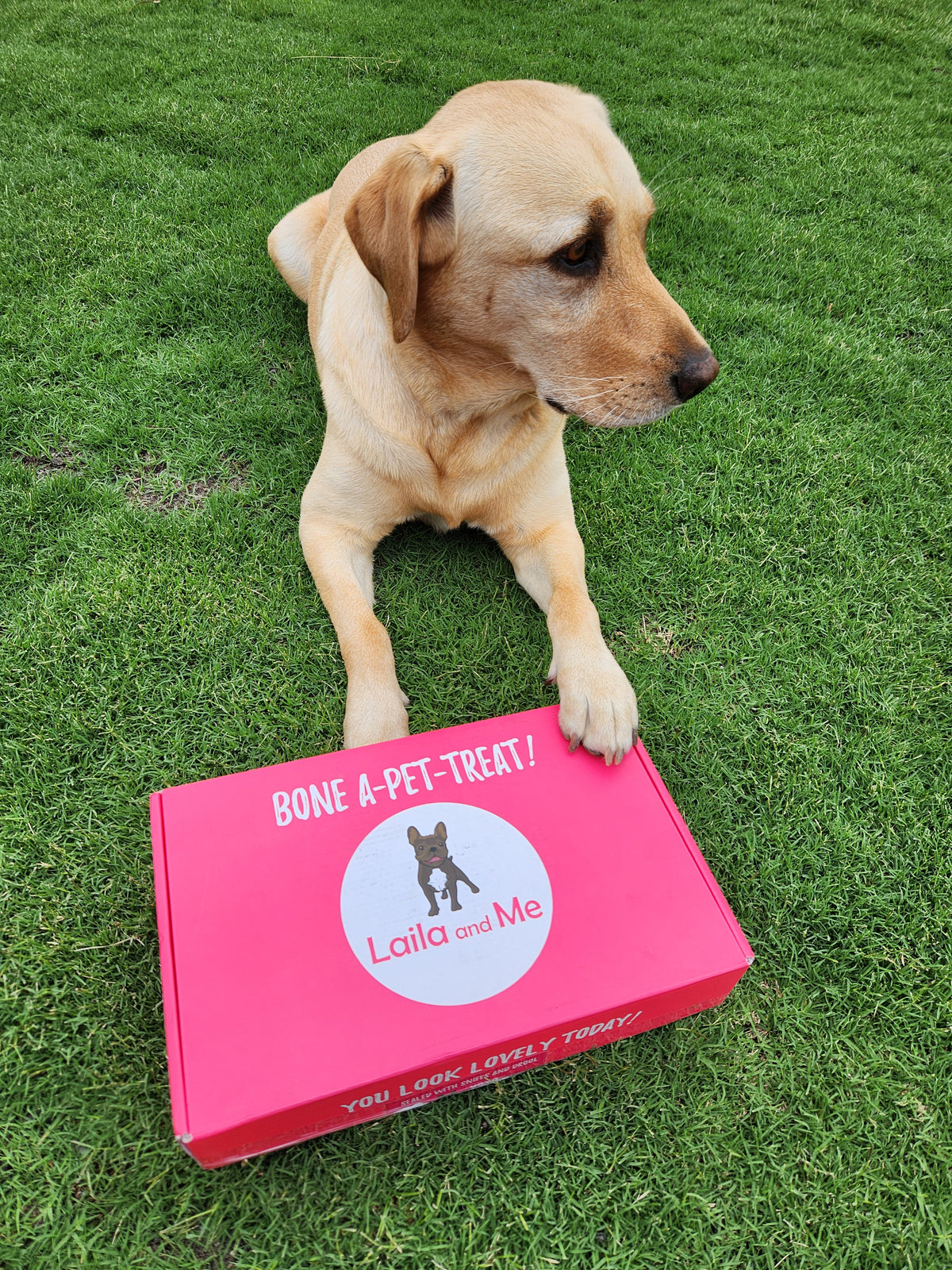 Ultimutt Dog Box | Monthly Subscription Box