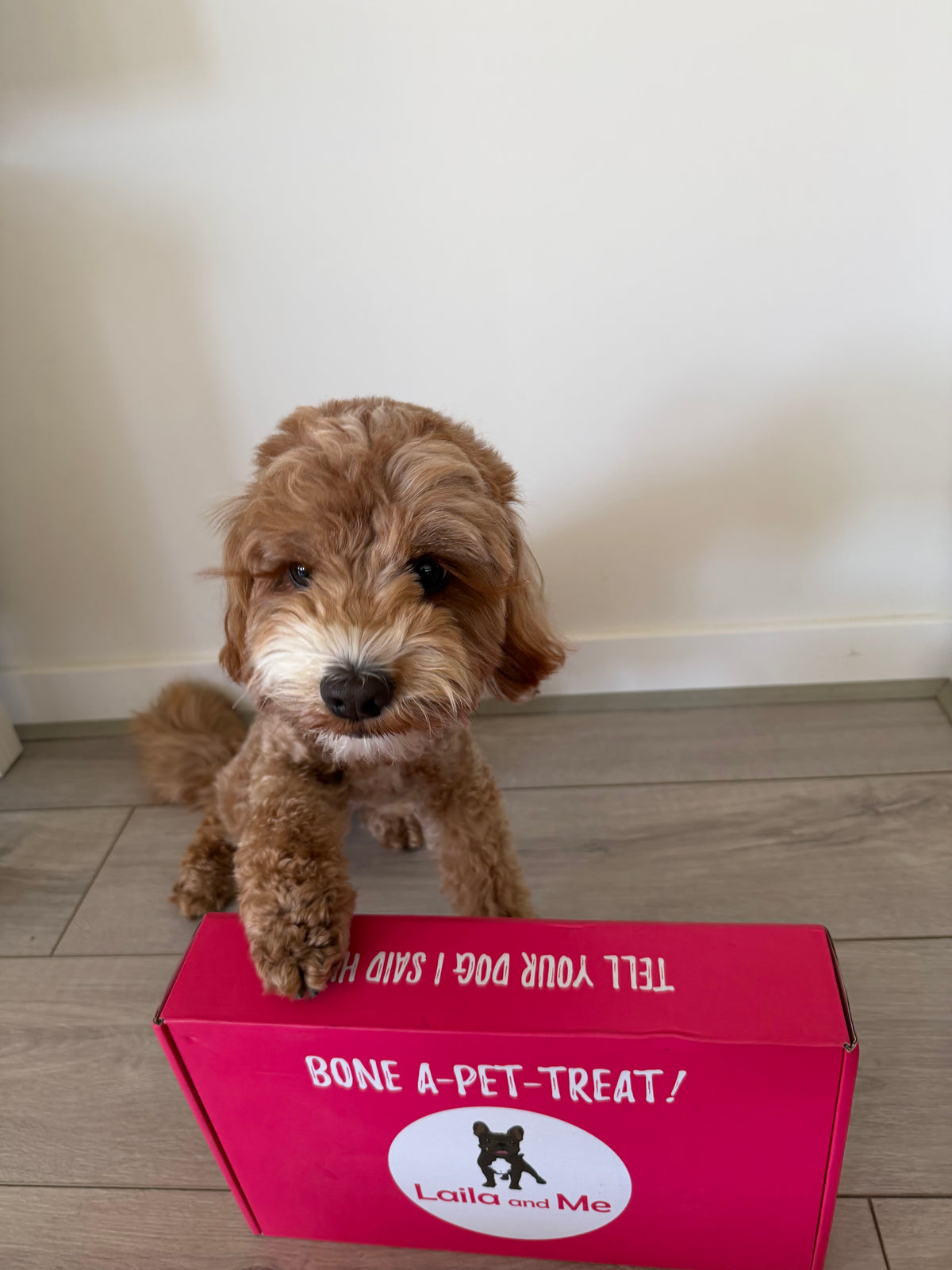 Ultimutt Dog Box | Monthly Subscription Box