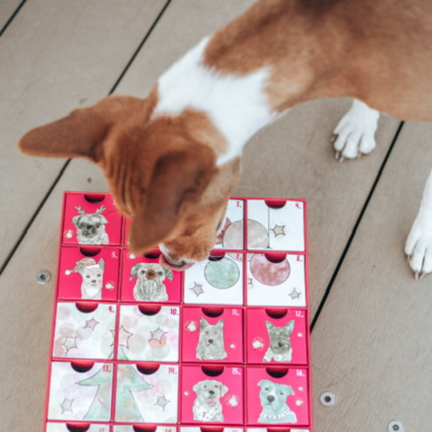 Laila and Me Dog Advent Calendar - not for sale 2023