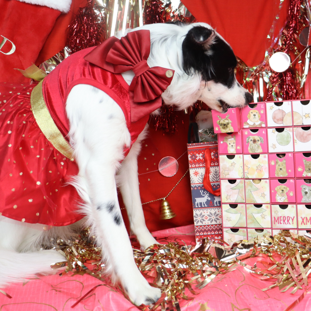 Laila and Me Dog Advent Calendar - not for sale 2023