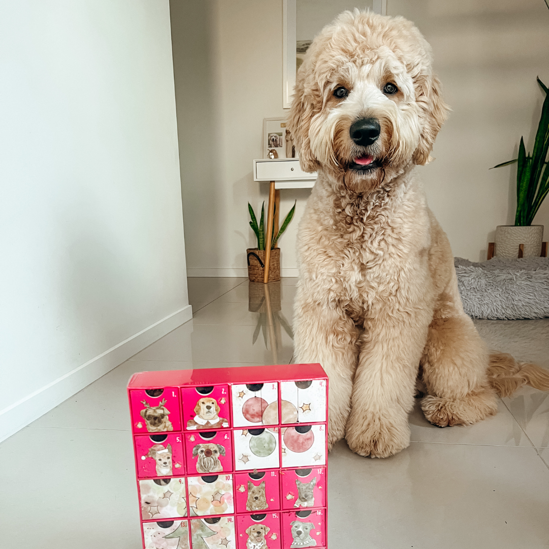 Christmas Advent Calendar for Dogs Laila and Me