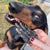 dachshund loves crocodile foot from laila and me