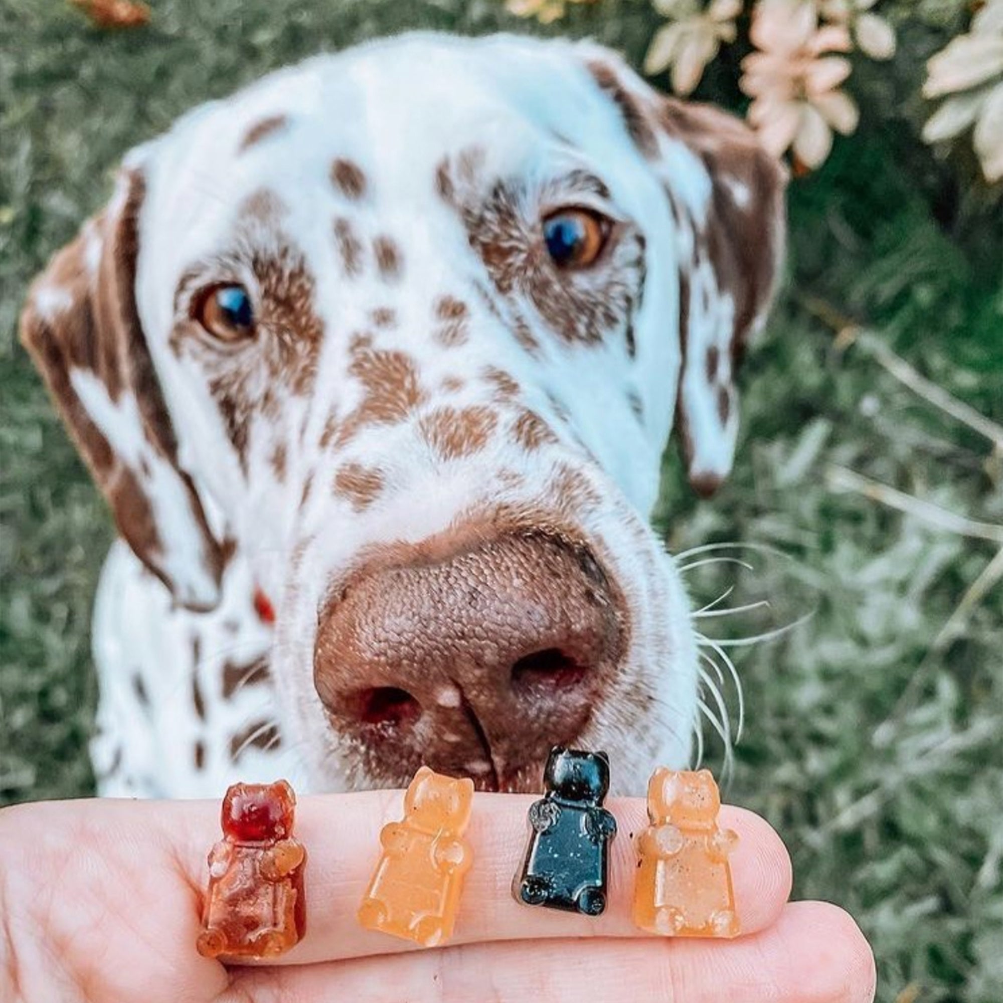 Gummy vitamins for dogs on sale