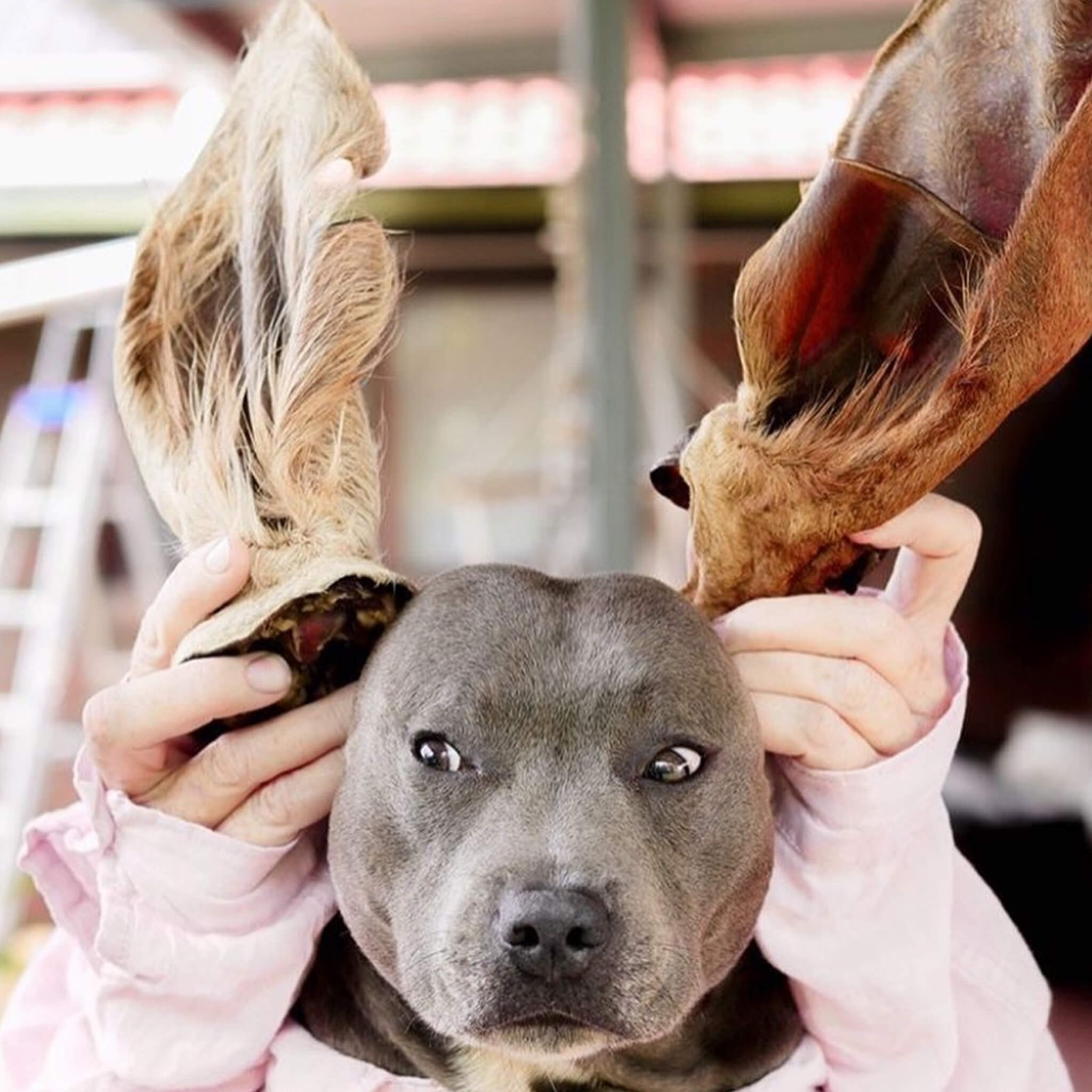 Natural Kangaroo Ear with Fur for Pets Locally Sourced Laila and Me