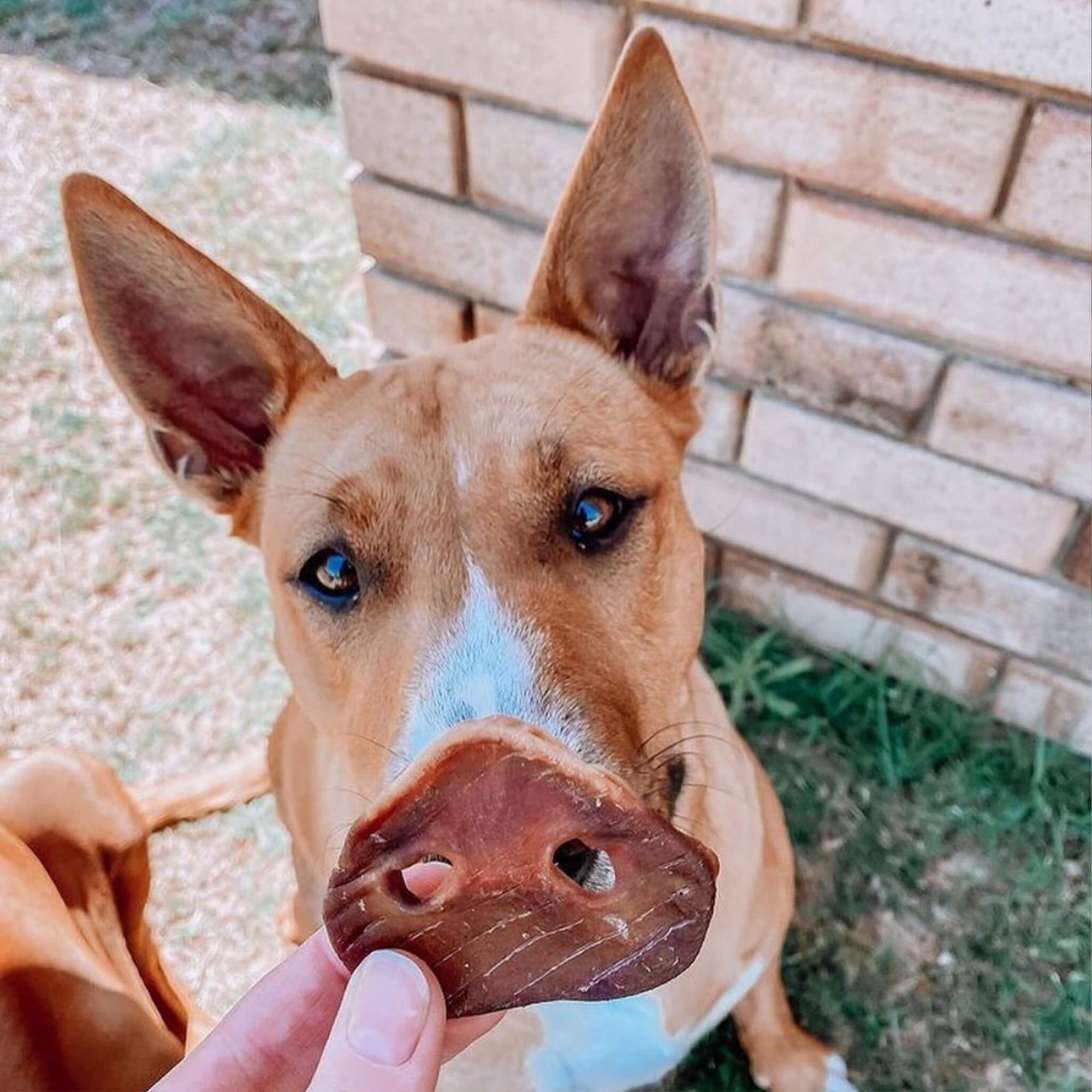 Dehydrated Pig Snout Dog Treat by Laila and Me 